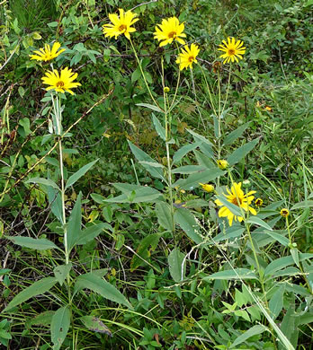 image of Helianthus pauciflorus ssp. pauciflorus, Stiff Sunflower