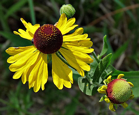 image of Helenium flexuosum, Purplehead Sneezeweed, Southern Sneezeweed