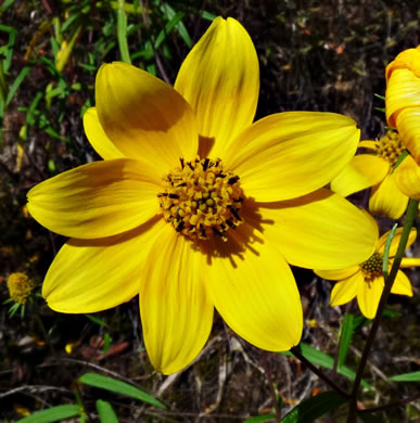 image of Helianthus porteri, Confederate Daisy