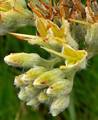 image of Lachnanthes caroliniana, Carolina Redroot