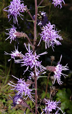 image of Liatris squarrulosa, Southern Blazing-star, Earle's Blazing-star, Appalachian Blazing-star