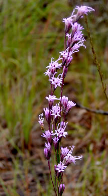 image of Liatris tenuifolia, Shortleaf Blazing-star, Shortleaf Gayfeather, Slender Blazing-star