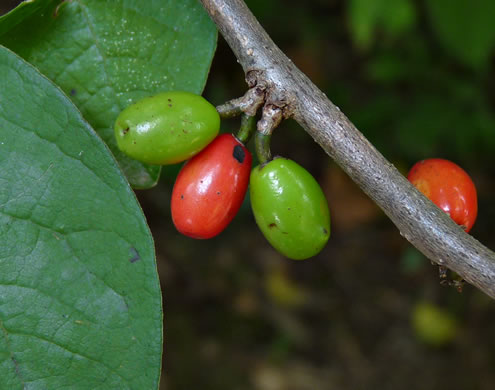 image of Lindera benzoin, Northern Spicebush, Wild Allspice