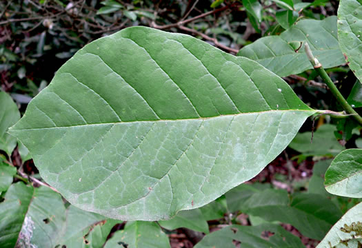 image of Magnolia acuminata var. acuminata, Cucumber Magnolia, Cucumber-tree