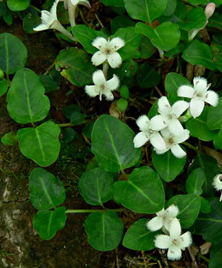 image of Mitchella repens, Partridgeberry, Twinflower