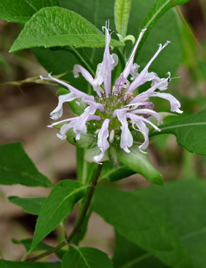 image of Monarda fistulosa +, Wild Bergamot