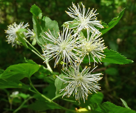 image of Neviusia alabamensis, Alabama Snow-wreath, Neviusia