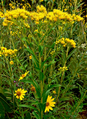 image of Solidago riddellii, Riddell's Goldenrod