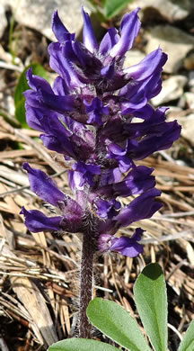 image of Pediomelum subacaule, Nashville Breadroot