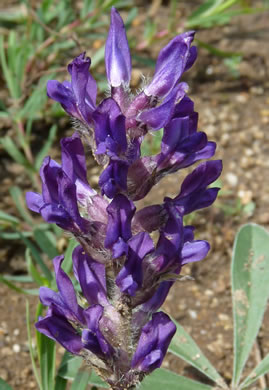 image of Pediomelum subacaule, Nashville Breadroot