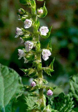 image of Perilla frutescens, Beefsteak-plant, Perilla