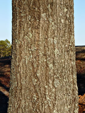 image of Quercus coccinea, Scarlet Oak