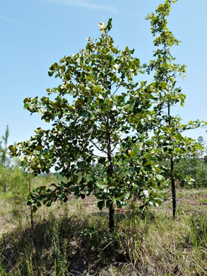 image of Quercus marilandica var. marilandica, Blackjack Oak