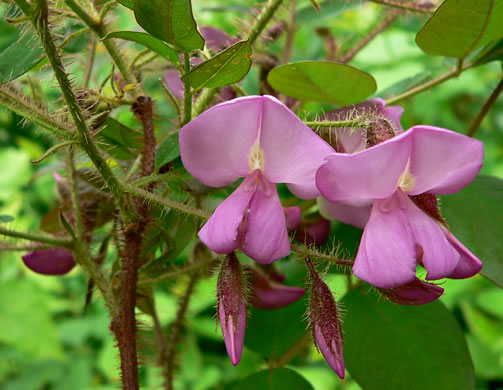 image of Robinia hispida var. fertilis, Arnot Bristly Locust, Fruitful Locust