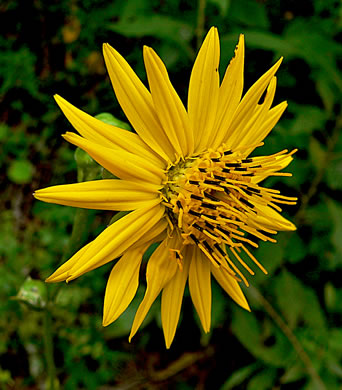 image of Silphium pinnatifidum, Tansy Rosinweed, Cutleaf Prairie-dock