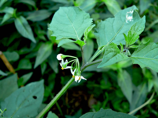 image of Solanum emulans, Eastern Black Nightshade