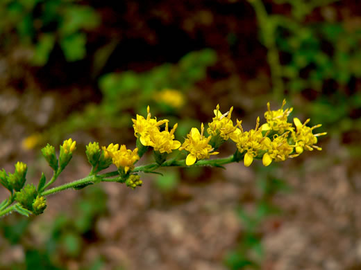 image of Solidago auriculata, Eared Goldenrod