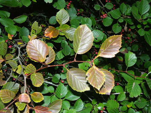 image of Crataegus succulenta var. succulenta, Fleshy Hawthorn