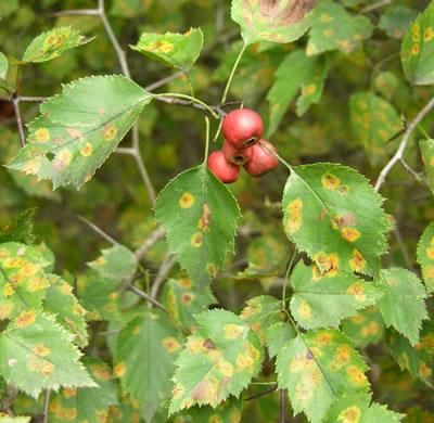 image of Crataegus iracunda var. iracunda, Forest Hawthorn, Stolon-bearing Hawthorn