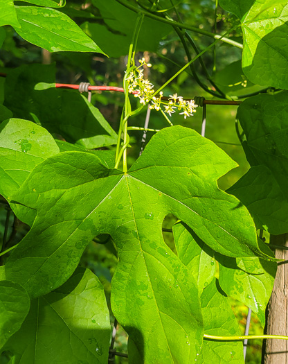 image of Calycocarpum lyonii, Cupseed, Lyonia-vine