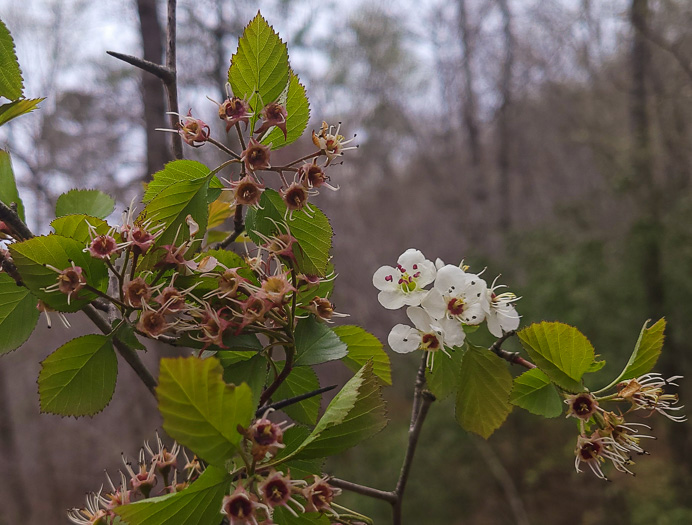 image of Crataegus aemula, Rome Hawthorn