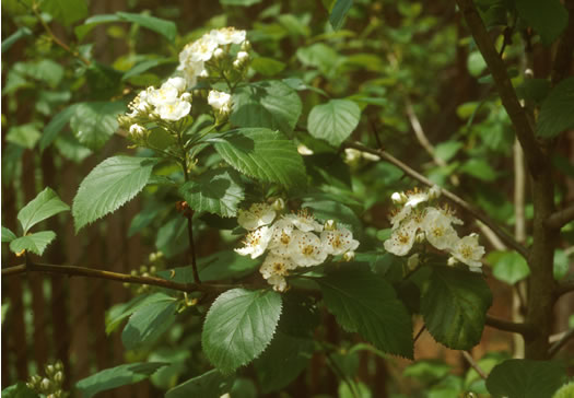 image of Crataegus harbisonii, Harbison's Hawthorn