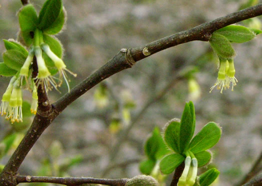 image of Dirca palustris, Eastern Leatherwood, Leatherbark, Wicopee, Rope-bark