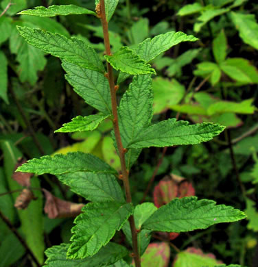 image of Spiraea tomentosa, Hardhack, Steeplebush, Rosy Meadowsweet