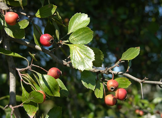 image of Crataegus lancei, Lance’s Hawthorn