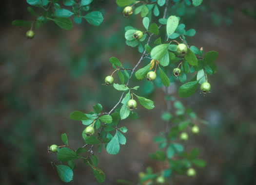 image of Crataegus munda, Dwarf Hawthorn, Restful Hawthorn, Neat Hawthorn