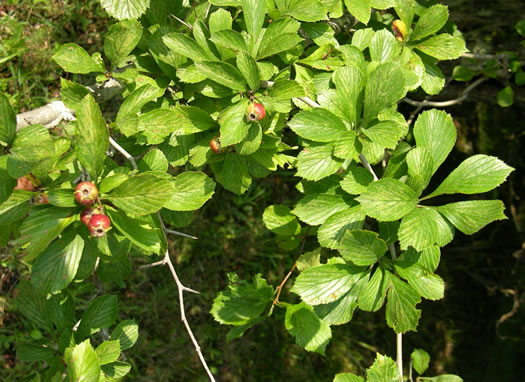 image of Crataegus punctata, Dotted Hawthorn, White Hawthorn