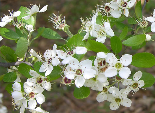 image of Crataegus ravenelii, Ravenel's Hawthorn