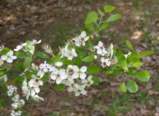 image of Crataegus ravenelii, Ravenel's Hawthorn