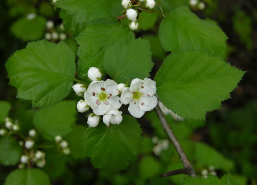 image of Crataegus coccinea, Scarlet Hawthorn