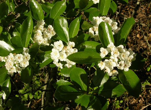 image of Crataegus crus-galli var. crus-galli, Cockspur Hawthorn