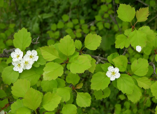 image of Crataegus buckleyi, Buckley's Hawthorn