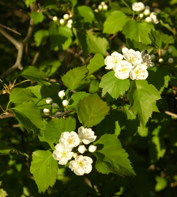 image of Crataegus iracunda var. iracunda, Forest Hawthorn, Stolon-bearing Hawthorn