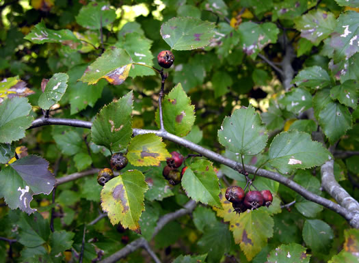 image of Crataegus iracunda var. iracunda, Forest Hawthorn, Stolon-bearing Hawthorn