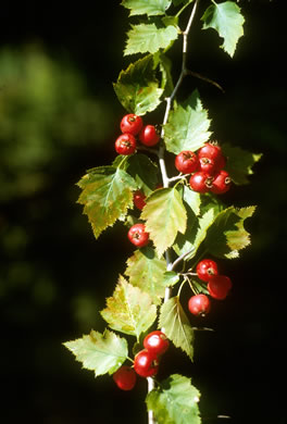 image of Crataegus macrosperma, Eastern Hawthorn