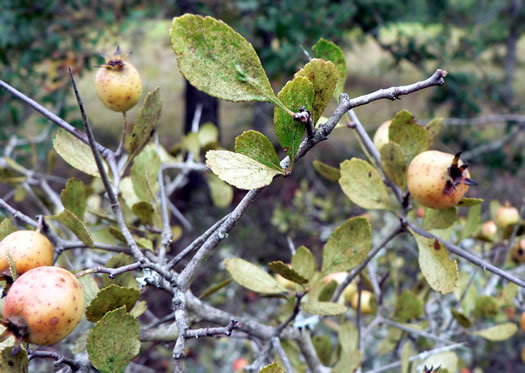 image of Crataegus lassa var. colonica, Colony Hawthorn, Bluffton Hawthorn