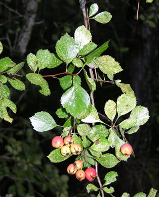 image of Crataegus visenda, Bristol Hawthorn