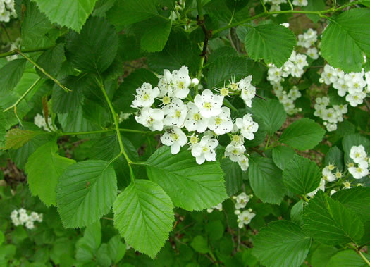 image of Crataegus succulenta var. succulenta, Fleshy Hawthorn