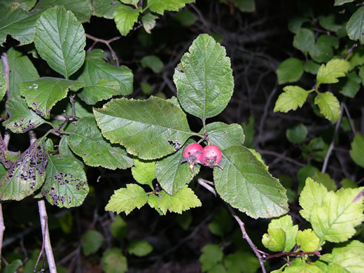 image of Crataegus triflora, Threeflower Hawthorn