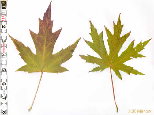 image of Acer saccharinum, Silver Maple, Soft Maple