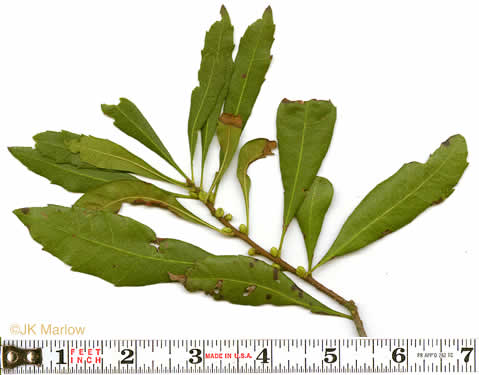 image of Morella cerifera, Common Wax-myrtle, Southern Bayberry