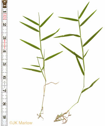 image of Muhlenbergia schreberi, Nimblewill