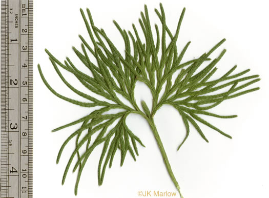 image of Diphasiastrum digitatum, Southern Ground-cedar, Common Running-cedar, Fan Ground-pine, Running Ground-pine