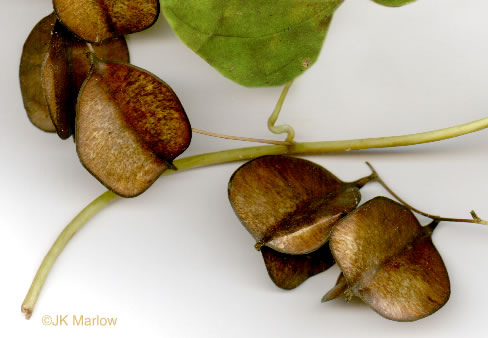 image of Dioscorea villosa, Common Wild Yam, Streamhead Yam, Yellow Yam