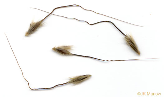 image of Sorghastrum elliottii, Elliot's Indiangrass, Slender Indiangrass, Nodding Indiangrass