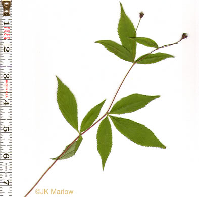 image of Gillenia trifoliata, Bowman's Root, Mountain Indian Physic, Fawn's Breath